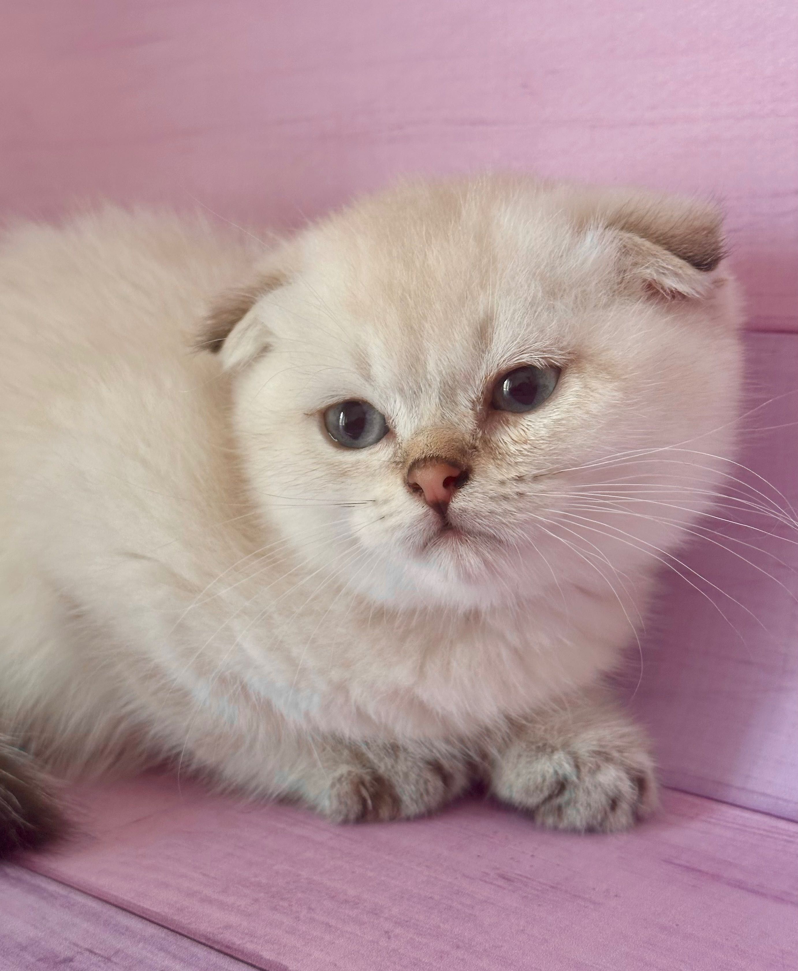 Scottish Fold macho