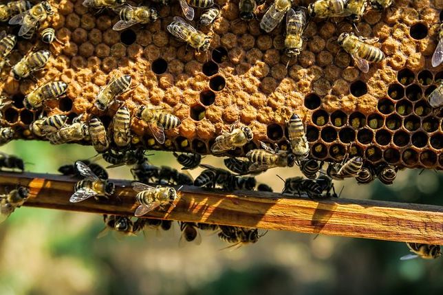 Бджолосім'ї,бджолопакети,матки 2021