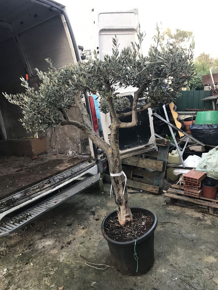 Oliveira bonsai vários tamanhos