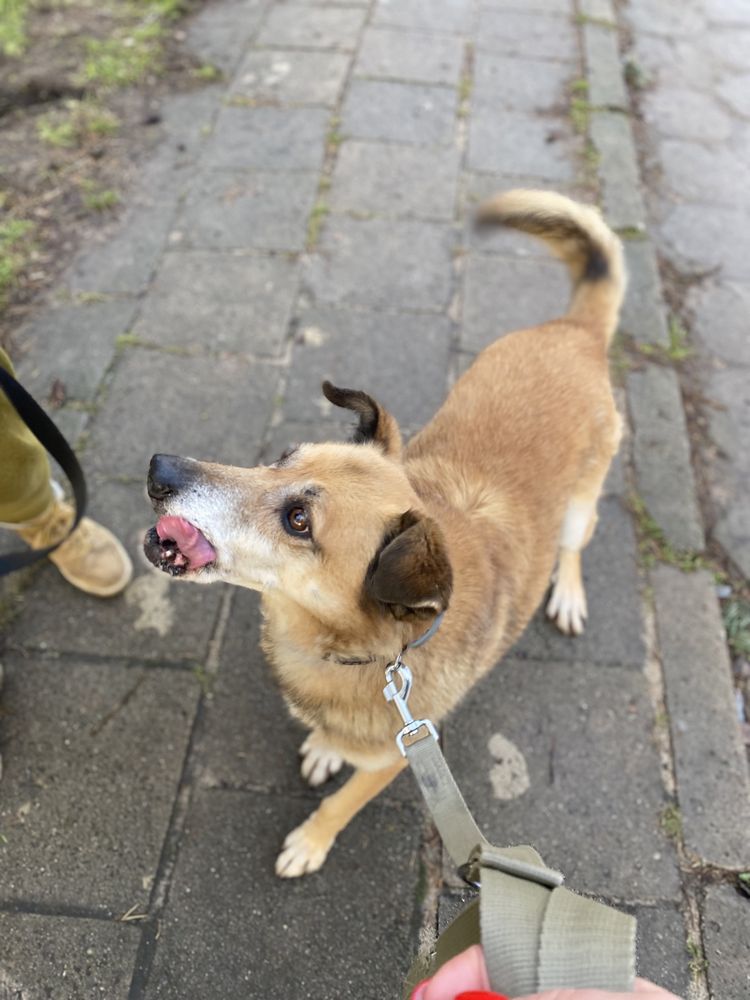 Józiu piekny rudy psiak do adopcji