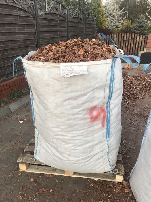 Kora sosnowa! Promocja!