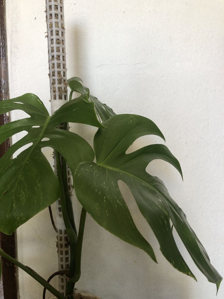 Monstera variegata