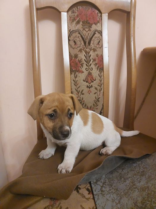 Jack Russell Terrier suczka