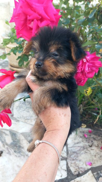 Yorkshire terrier macho pequeno