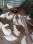 Leghorn brancas.