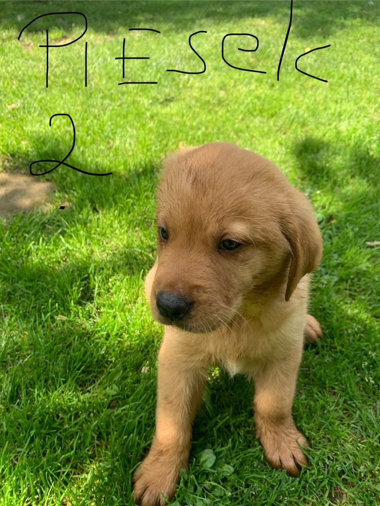 Labrador Retriever szczeniak
