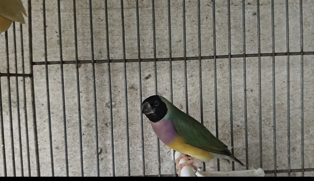 Diamantes de gold macho