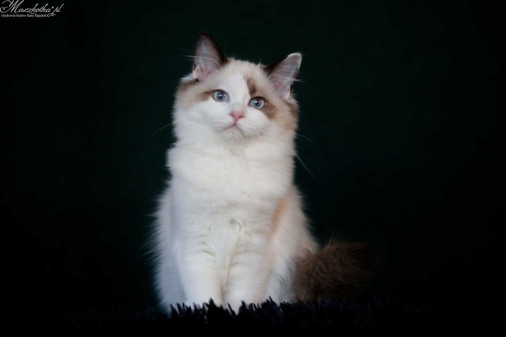 Ragdoll, śliczna koteczka seal bicolor z rodowodem FPL/FIFE