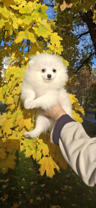 Блондинка, чудова шпiцуля, гарне малятко на долоню! Доставка, 4 мic.