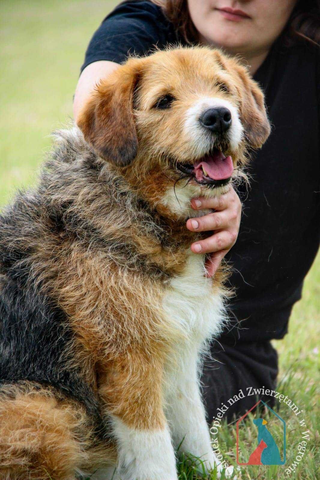 ŚLICZNY, ŁAGODNY, oddany - kocha ludzi, lubi bawić się piłką ADOPTUJ