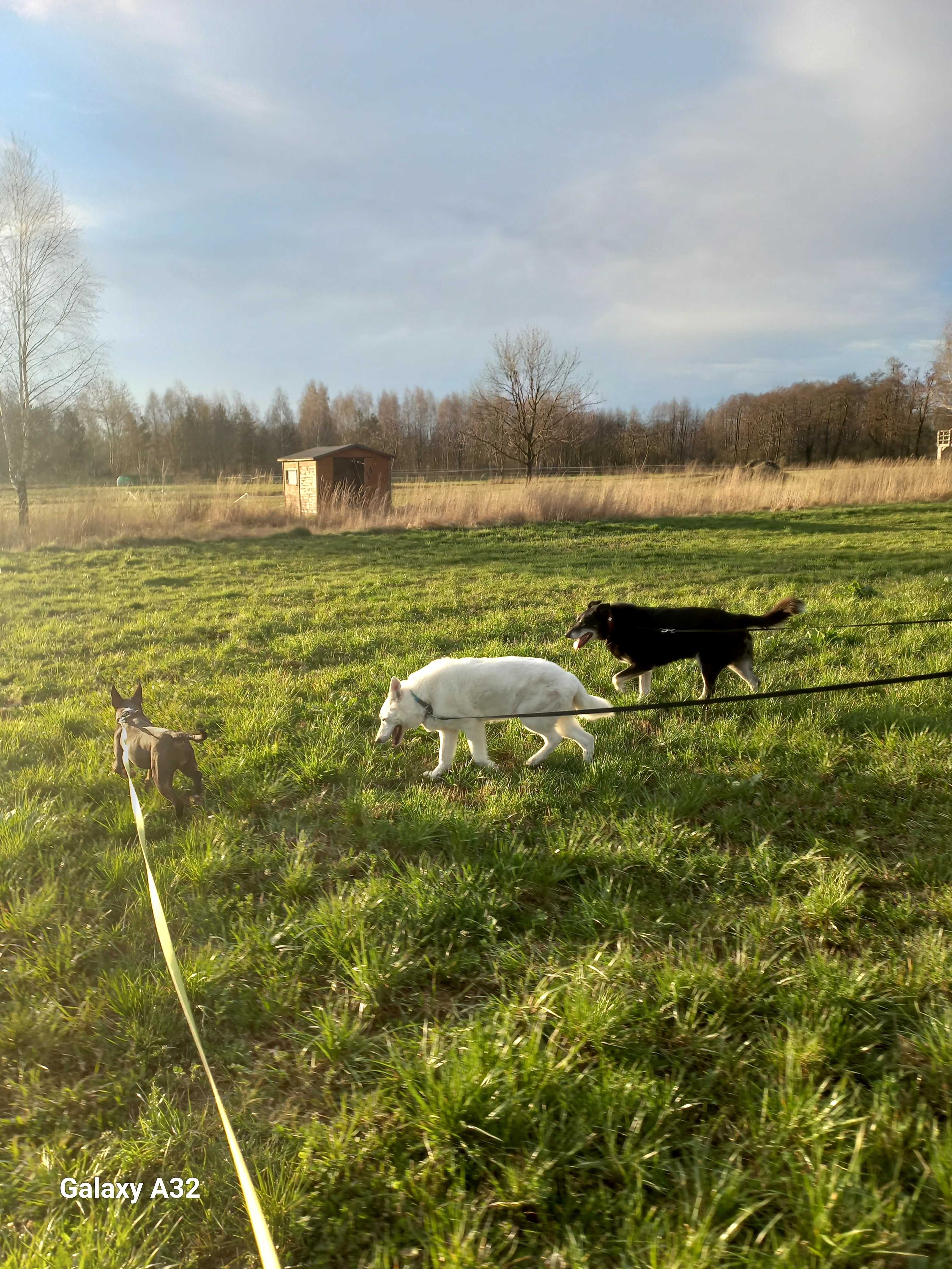 Hotel dla zwierząt, petsitter, psi hotel oraz szkolenie Łódź