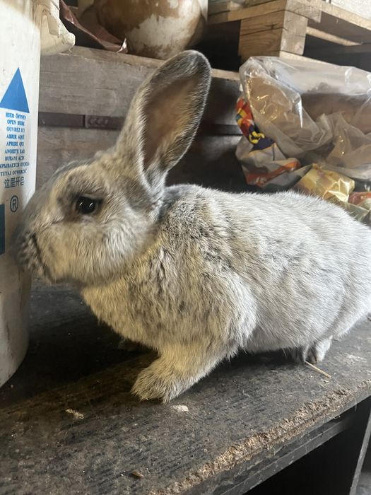 Królik WJS wielki jasnosrebrzysty