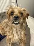 Cudowny lies Franek blaga o dom! Adopcja!