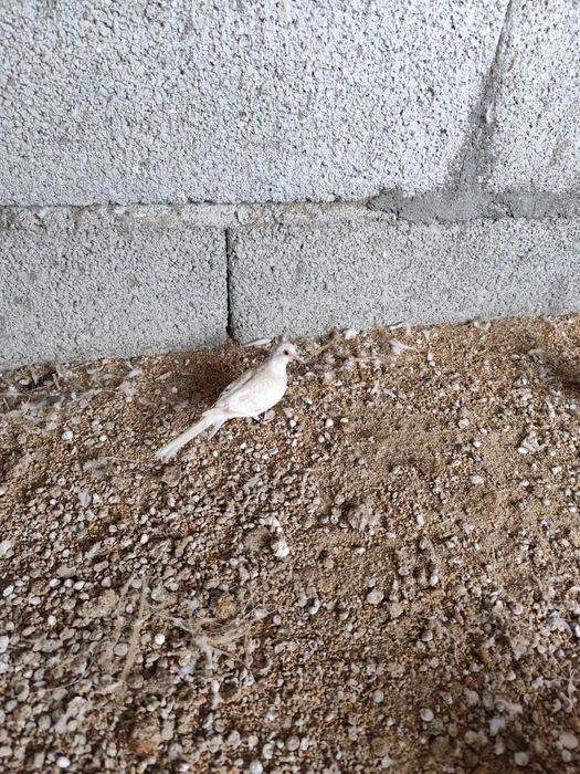 ROLAS Damantes Bejes