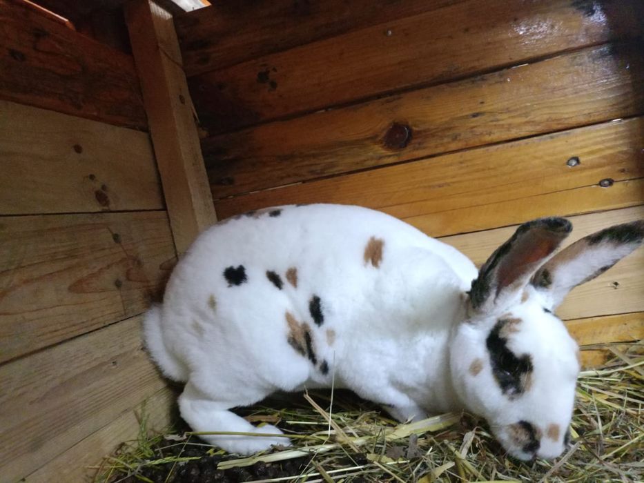 Królik REKS REX samica