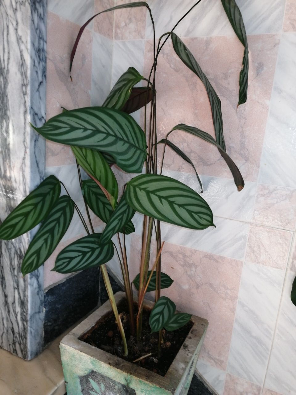 Plantas interior e exterior