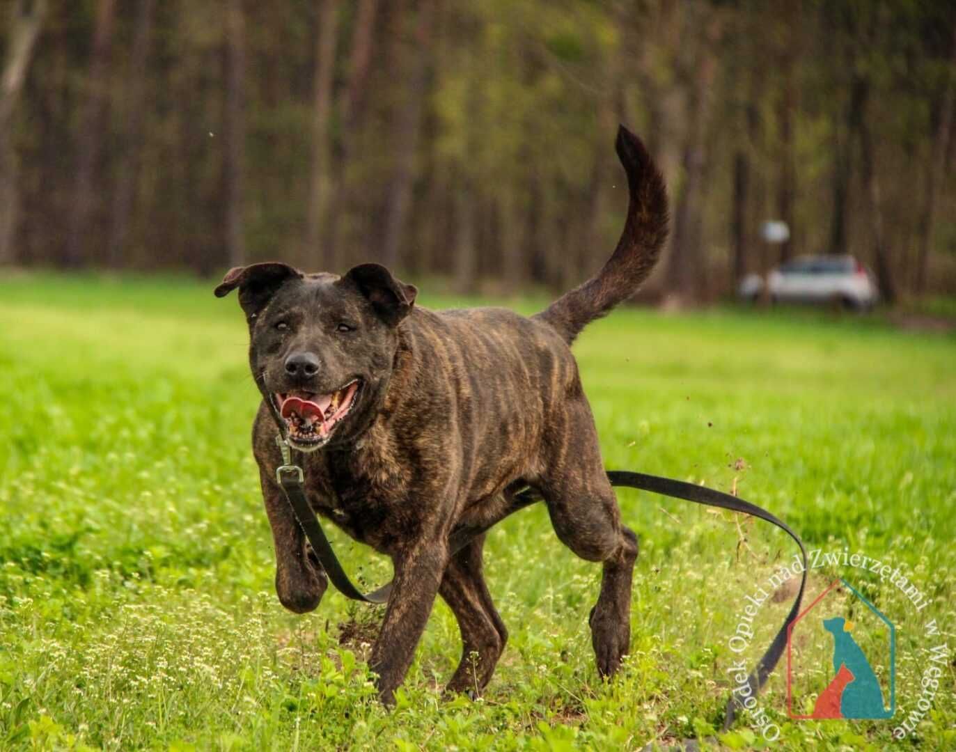 Piesek Roni w typie Cane Corso szuka domu! Adoptuj!
