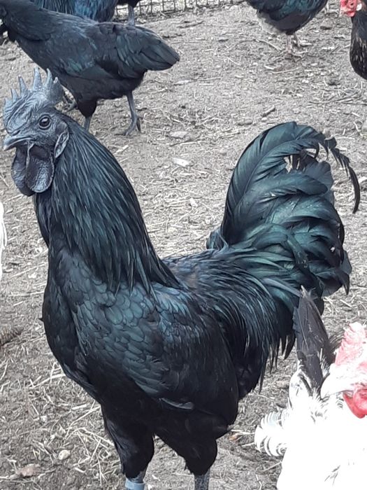 Kury ozdobne Ayam cemani