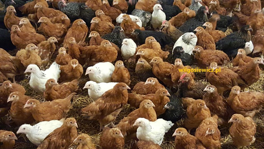 Kury kokoszki nioski