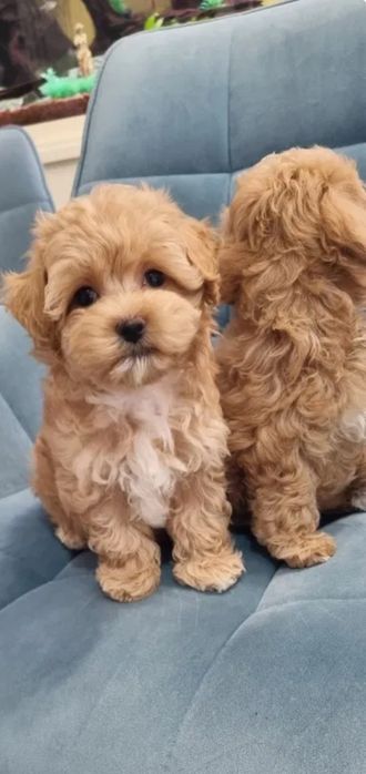 Мальтипу міні з документами - найкращий подарунок! Мини Maltipoo f1