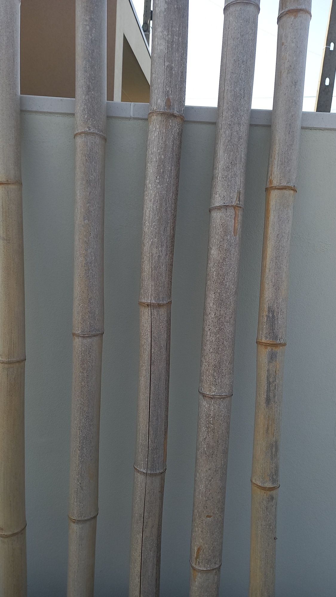 Canas de Bambu com 2m