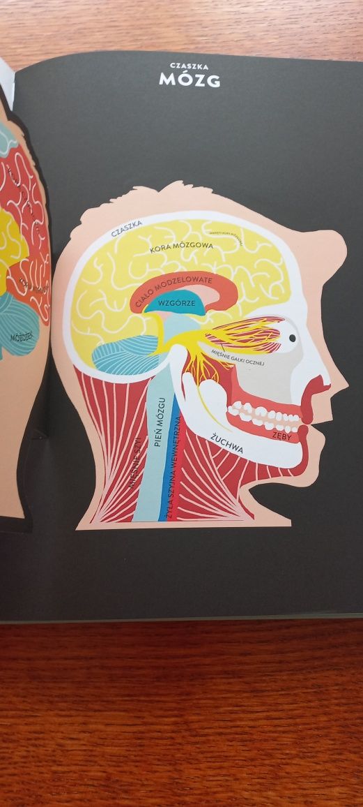 Anatomia piękny album dla dzieci