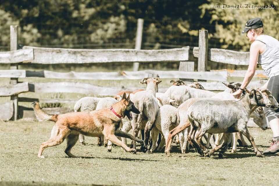 Owczarek Belgijski Malinois FCI Pies