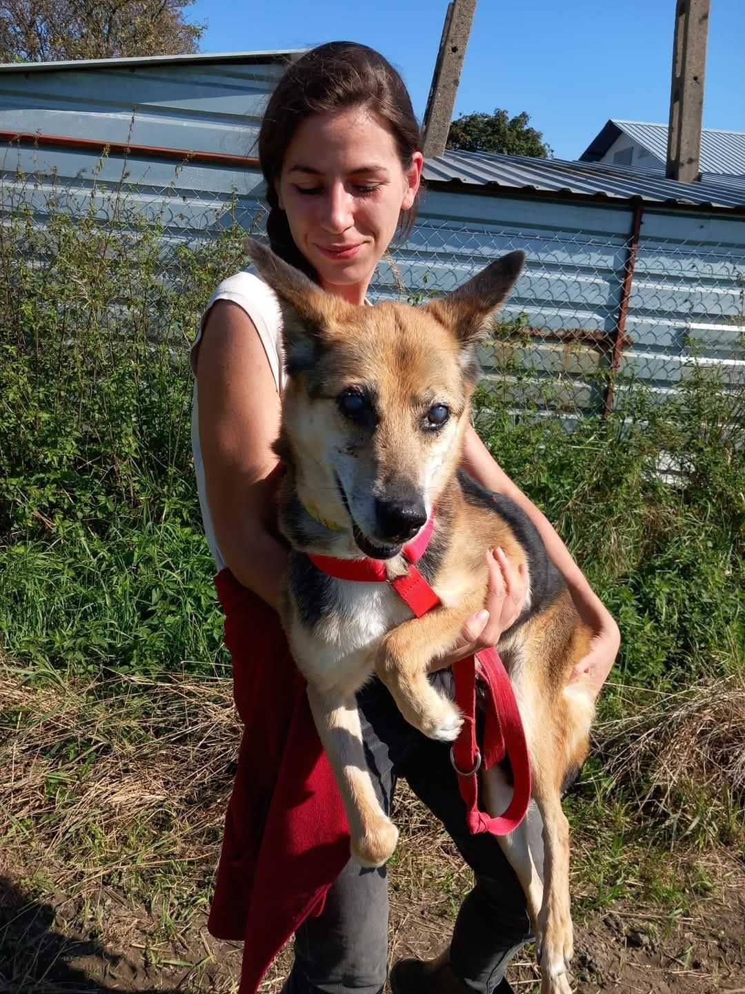 Lagusia - nieśmiała psia dama prosi o szansę ADOPCJA