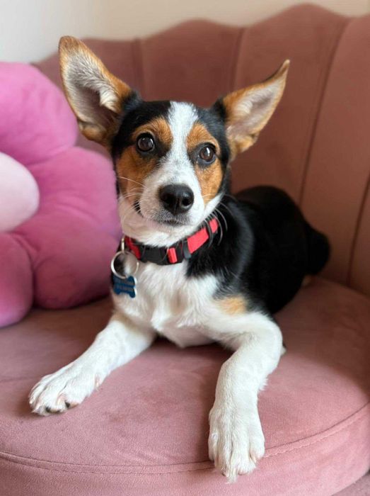 Mała Debra do adopcji!