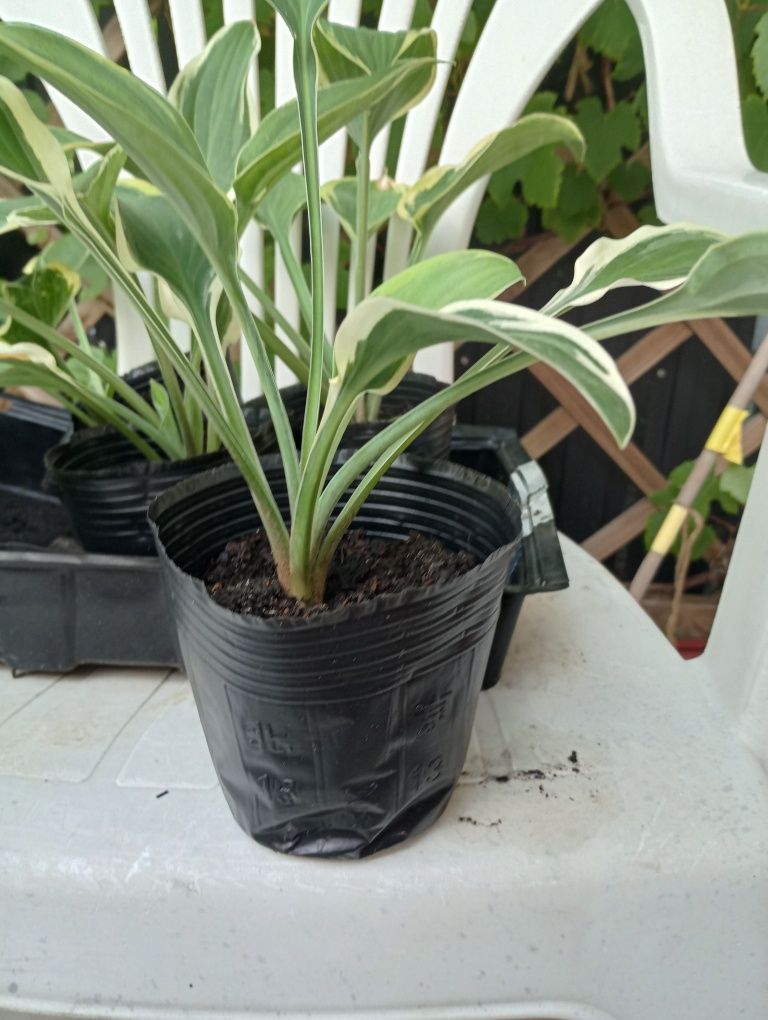 hosta funkia sadzonki doniczka