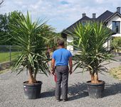 Yucca Elephantipes Juka Elefanta wysokość 220 cm egzotyka