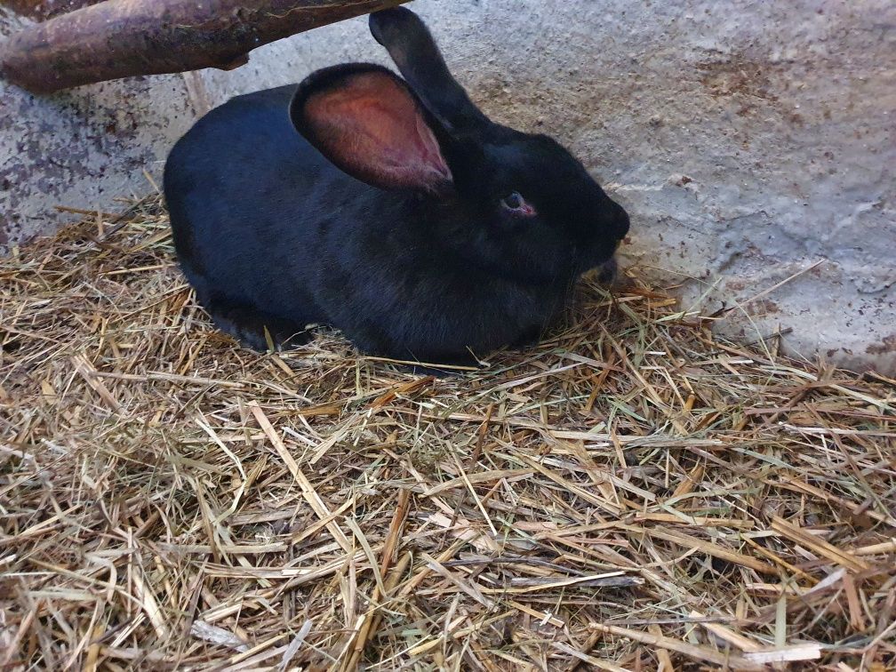 Sprzedam Krolika Samica czarna Duza Olbrzym