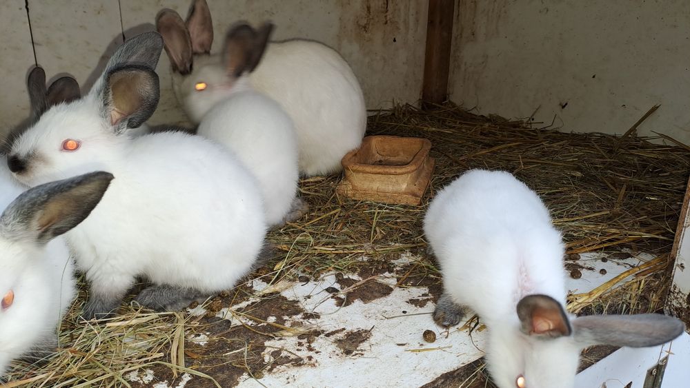 Króliki kalifornijski samiec I samica