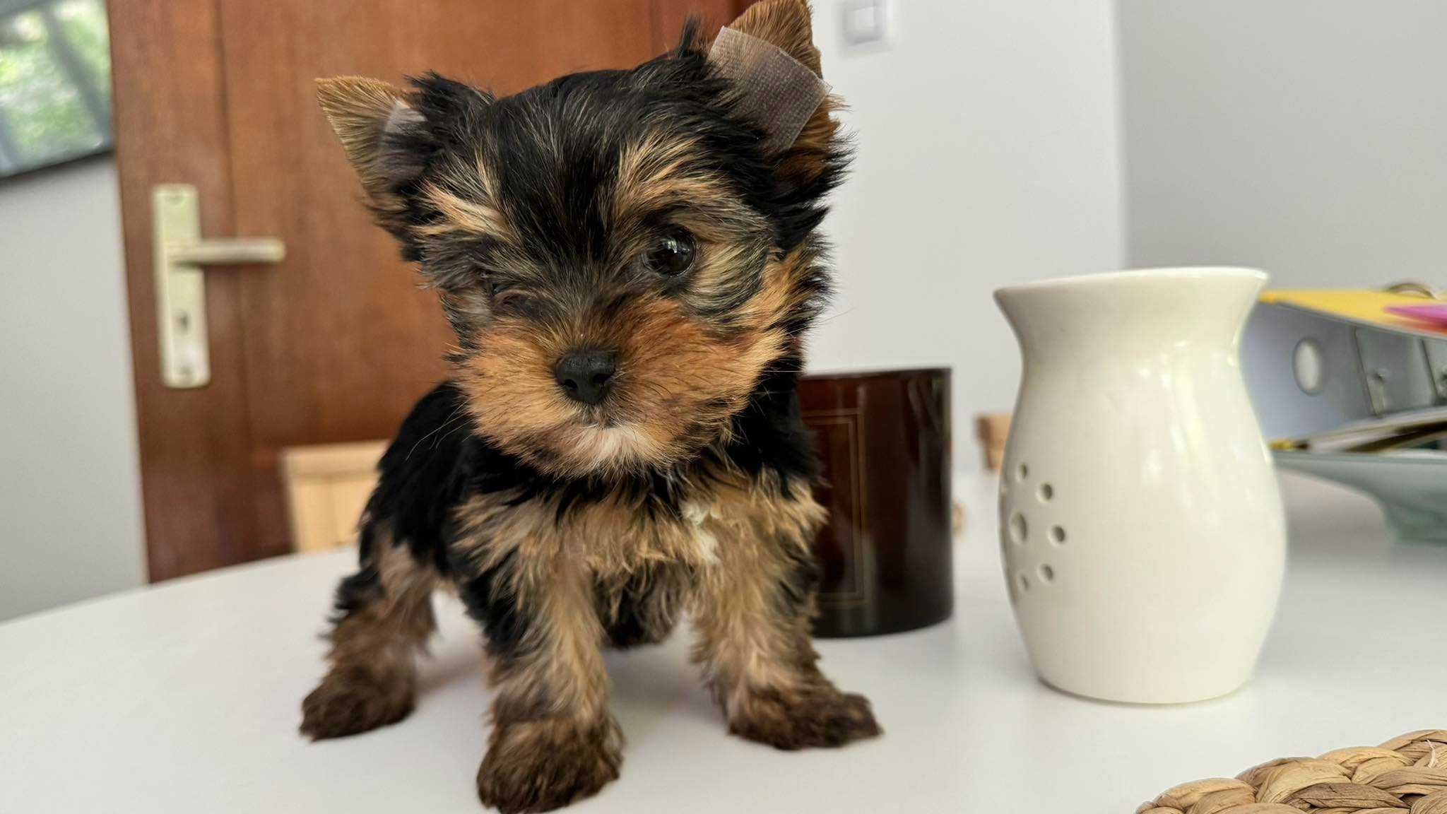 Chłopczyk Yorkshire Terrier Mini z Rodowodem