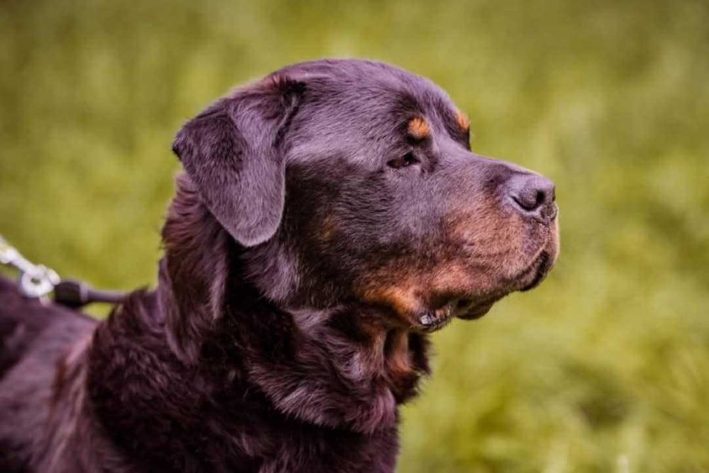 Rottweiler do adopcji