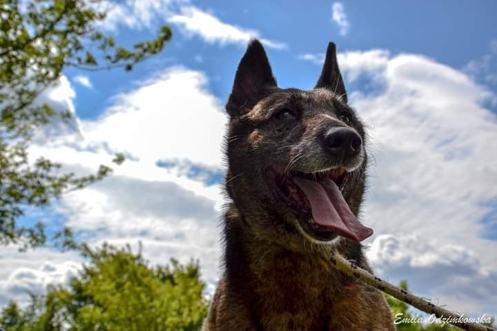 Ta sunia niczego dobrego w życiu nie doświadczyła! Adoptuj!