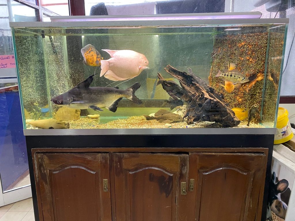 Peixes gigantes lindos