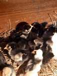 Kurczaki wyandotte srebnołuskowane ayam cemani