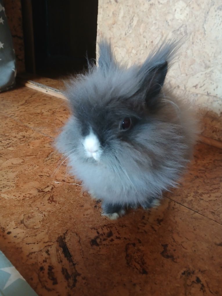 Królik karzełek Teddy z klatką