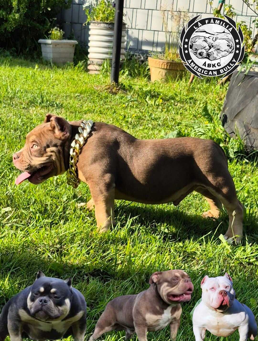 American Bully abkc