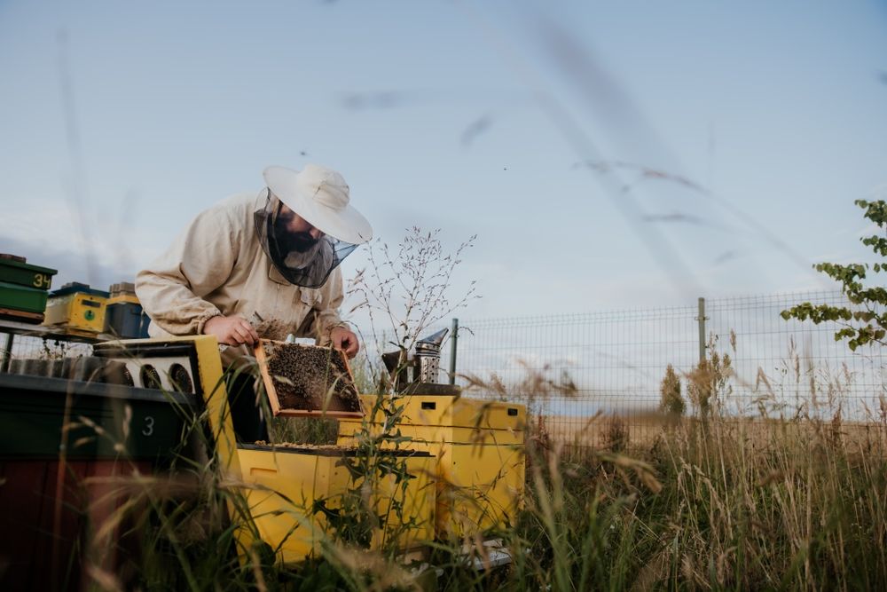 Odkłady pszczele na 5 ramkach wielkopolskich