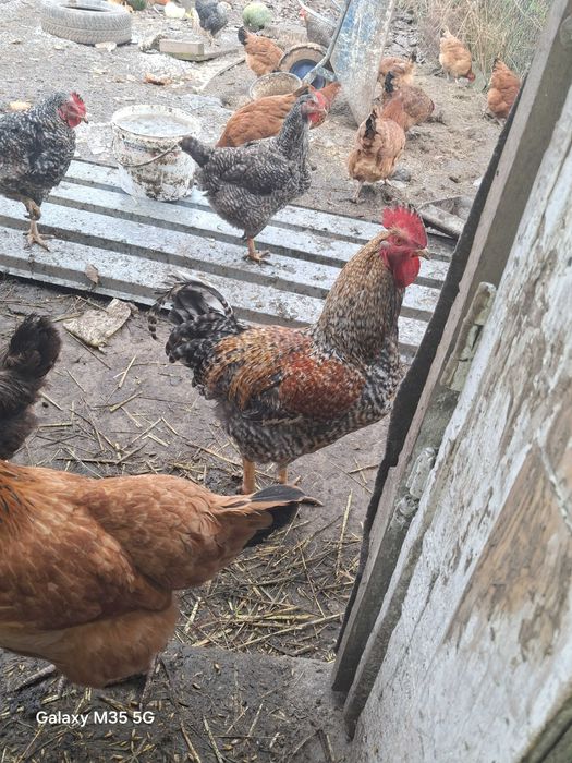 Sprzedam Koguty  Bardzo Ładne tegoroczne