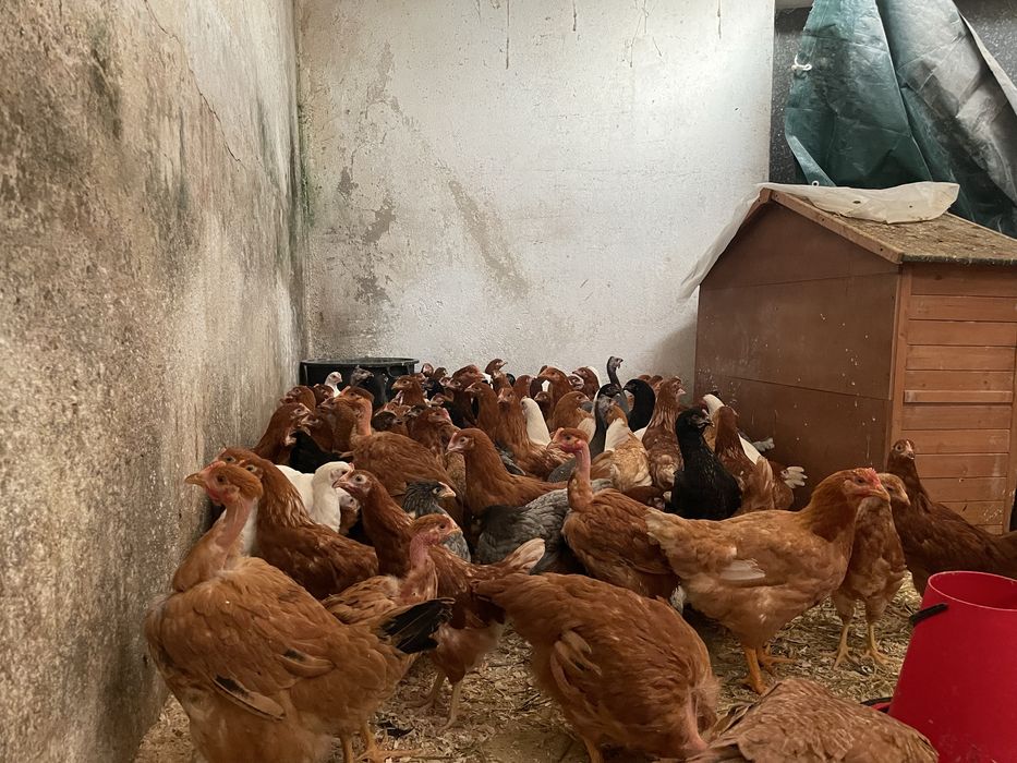 Promoção 10 + 1 Galinhas poedeiras