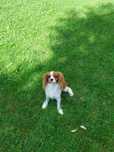 Cavalier King Charles spaniel piesek z rodowodem SWKIPR
