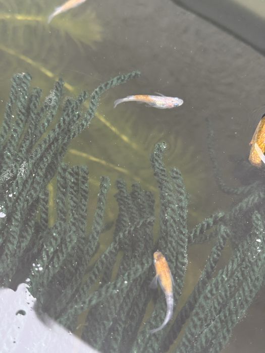 Peixes do Arroz Medaka – Lindos, resistentes e fáceis de criar