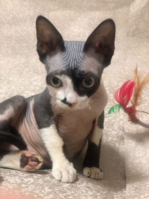 Кошеня Девон рекс