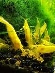 Krewetki neocaridina  yellow, żółta krewetka