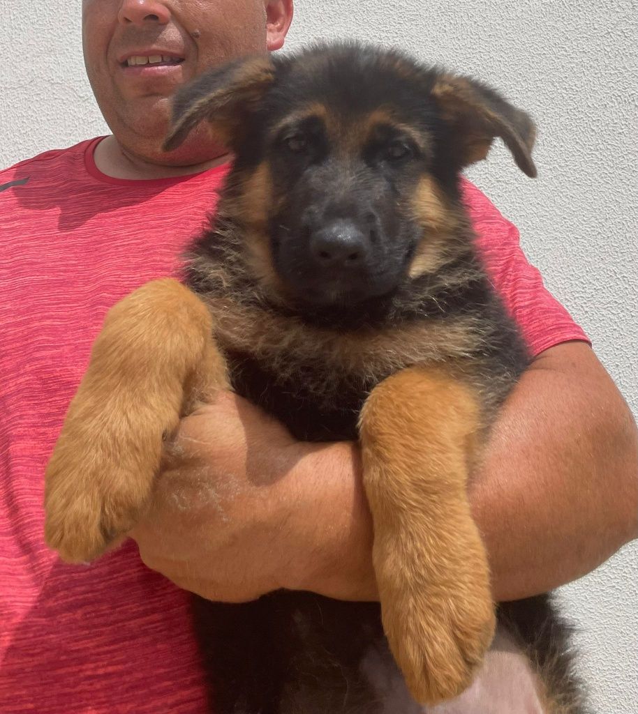 Cachorro Pastor alemão de qualidade reconhecido pelo Alemanha