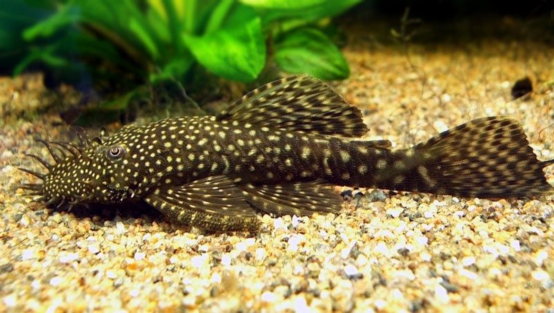 Glonojad ancistrus sp. Samiec