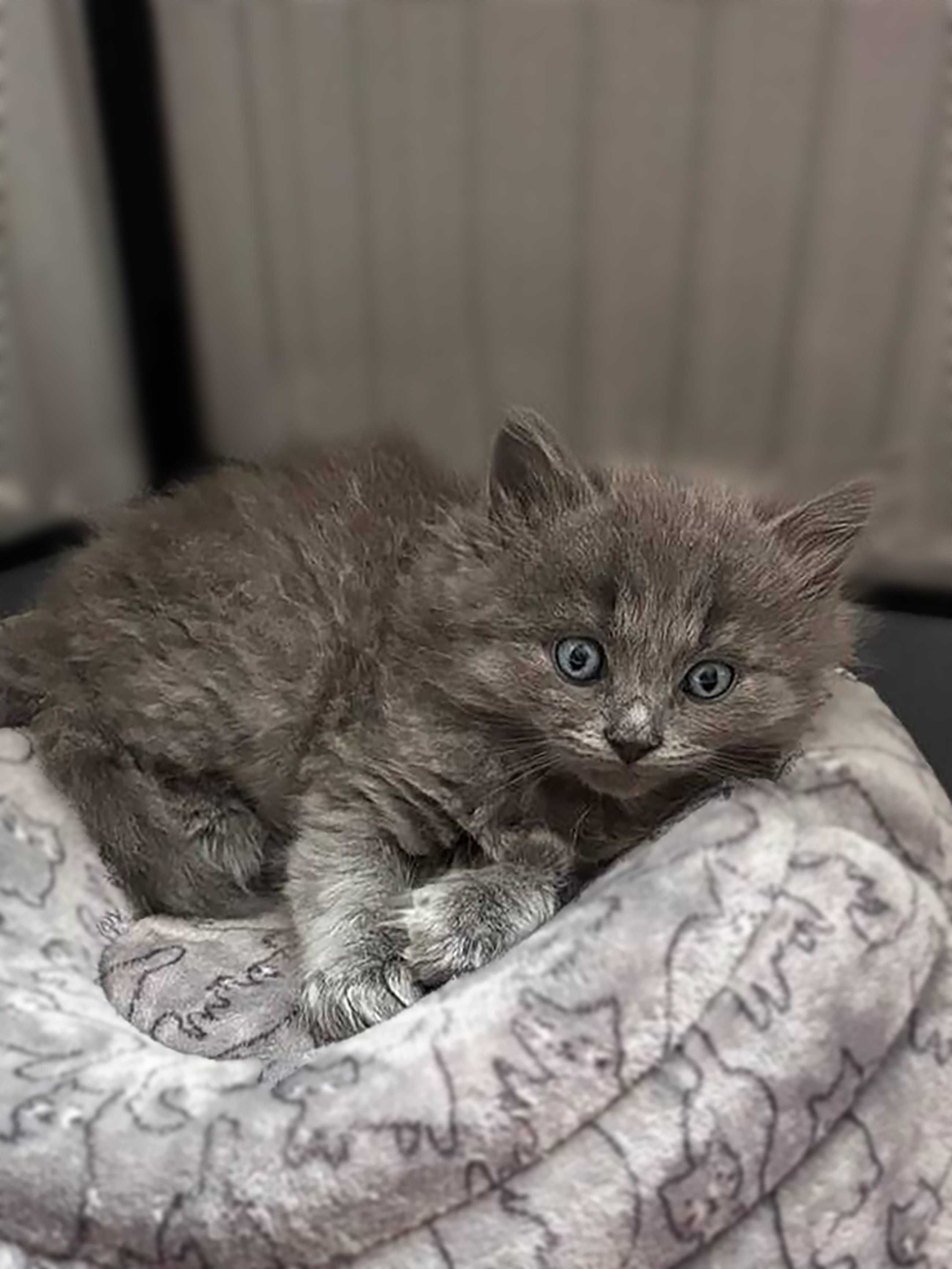 Блакитний пухнастий котик Онікс. Крихітне кошеня 1.5 місяці